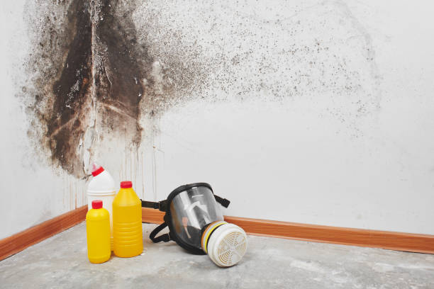 Best Emergency Mold Remediation in Hansville, WA