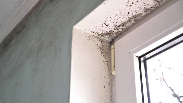 Best Residential Mold Remediation in Hansville, WA