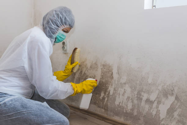 Trusted Hansville, WA Mold Remediation Experts