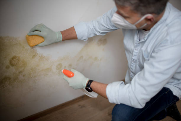 Best Insurance-Related Mold Remediation in Hansville, WA