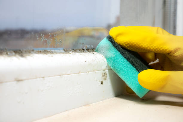 Best Residential Mold Remediation in Hansville, WA