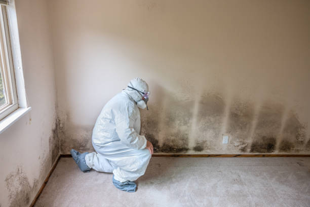 Best Black Mold Remediation in Hansville, WA