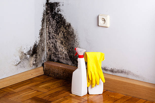 Best Preventive Mold Services in Hansville, WA