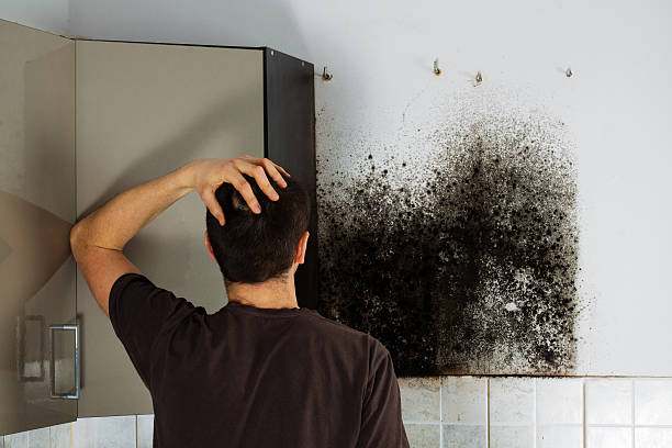 Best White Mold Remediation in Hansville, WA