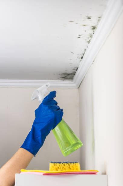 Best Basement Mold Remediation in Hansville, WA